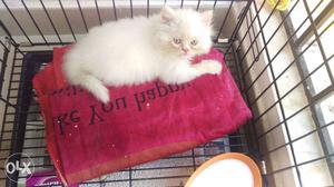 Persian kitten male pure white semi