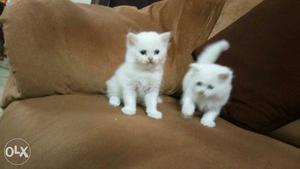 Persian kitten sale