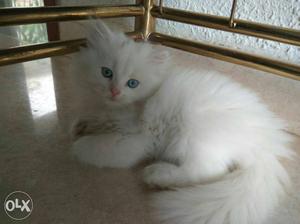Persian kittens - White / Russian blue