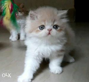Persian kittens for sale,all india