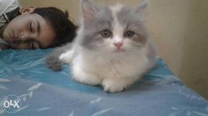 Persian kittens for sale...male female both r