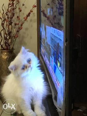 Persian kittens,one white and rest brown