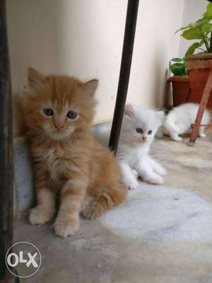 Persian kittens very healthy and active