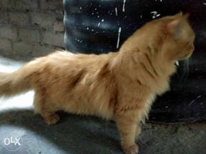 Persian male 8 month old for sale