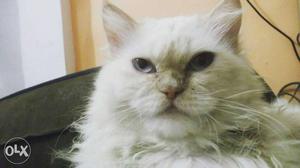 Persian male cat for mating... no charge just