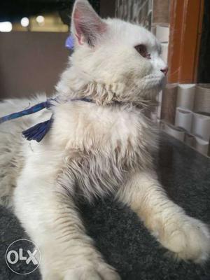 Persian pure male cat. full white I am selling