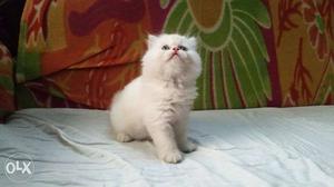 Persian semi punch male kitten for sale available,