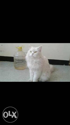 Persian white female cat with long fur 1.8 yrs
