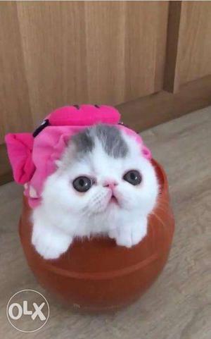 Playfull persian kitten for sale in patna
