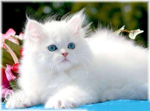 Punch face blue eyes colour Persian cat and kitten for sale.