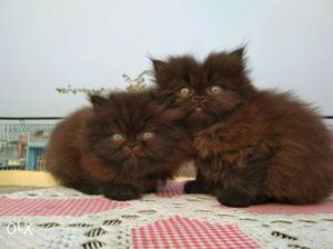 Punch face kitten of Persian catd