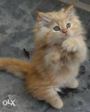 Pure Breed Home grown lively Ginger Persian
