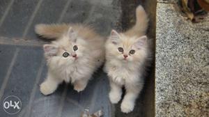 Pure Breed Persian Kittens two months old for