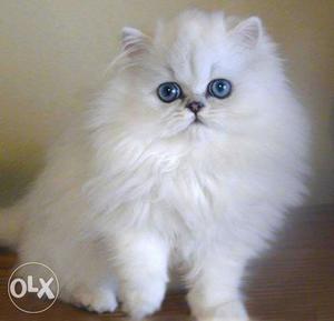 Pure Persian cat and kitten available for sale.