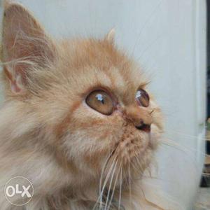 Pure bread punch face Persian cat female heavy