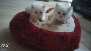 Pure fluffy n long hair Persian kittens, very