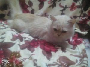 Pure persian semi punch playfull potty trained 9 months old