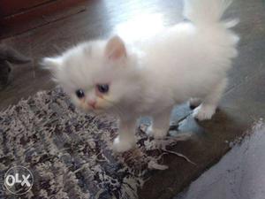 Pure presion cat male female blue eyes available