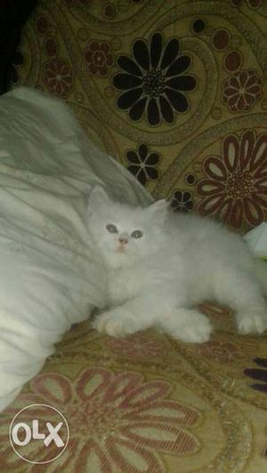 Pure white kitten for sale. age 2 month old.