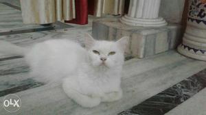 Pure white persion female cat 11 months old