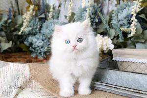 REAL Persian cat and kitten in all colour