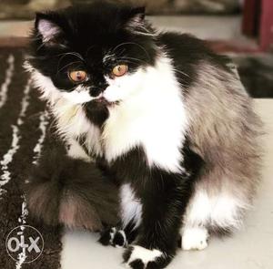 Semi Punch Female 1 year old cat for sale