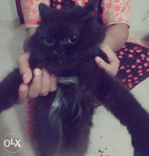Semi punch Persian cat,6 months old