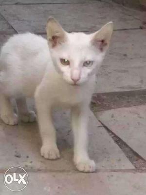 Short-coat White Kitten