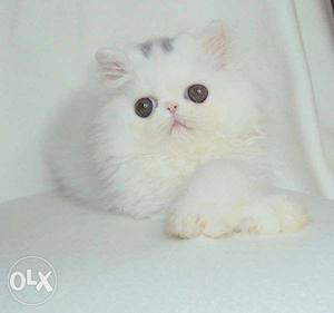 Show quality white color persian cat for sale in all