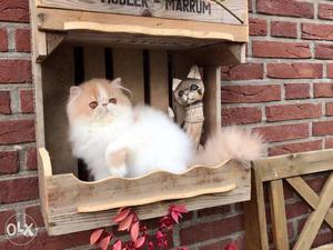 So nice pure persian kitten avalible