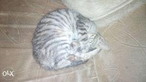 Tabby cat of one month old needs lovable home