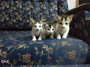 Three Kittens