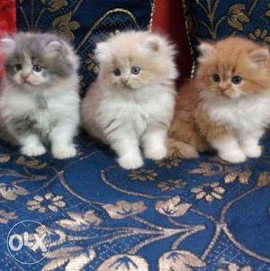 Three Long-furred Kittens cats persian cats sale.all color