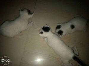 Three White Short Fur Kittens