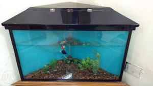 Triangular Shape Fish Tank Size - "