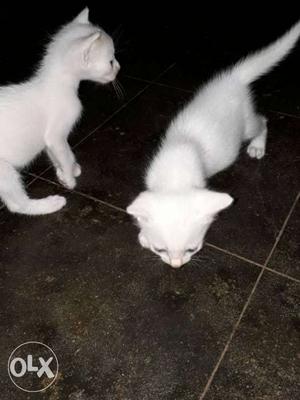 Two Short Fur White Kittens