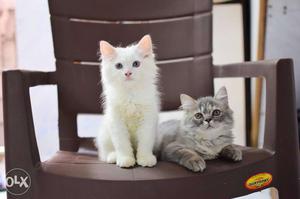 Two White And Grey Fur Cats