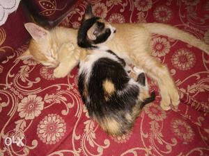 Two kittens, one golden and other black n white colored