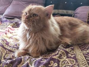 Two male brown original persian cats. Each cat rs