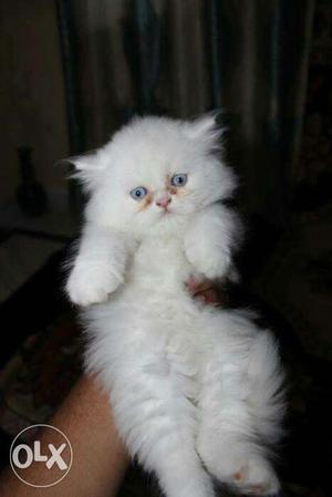 Very active persian kitten for sale in all india COD free