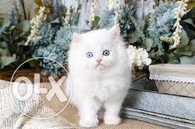 Very active persian kittens availeble in noida with hometown