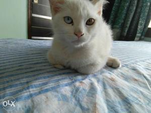 Very cute short coat persian kitten with odd eyes