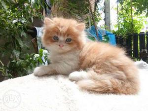 Very friendly persian kitten for sale in all