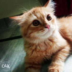 Want to sell Persian cat.. he is very active and