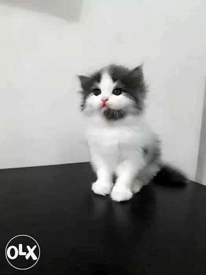White And Gray Long Coated Kitten cat sale all color all