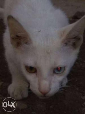 White Cat,od eyes