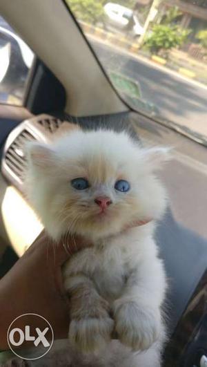 White Kitten blue eyes female