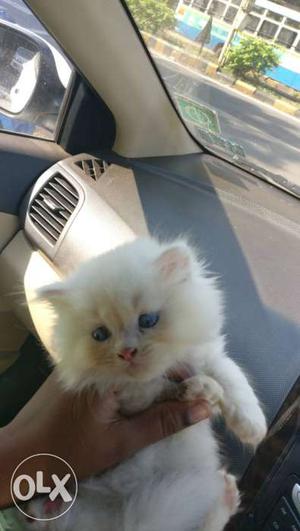 White Kitten blue eyes female
