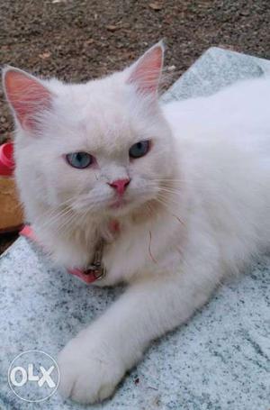 White Persian Cat female