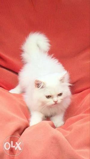 White Persian Kitten And Red Blanket